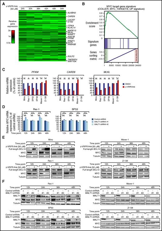 Figure 4. MALT1 regulates the gene expression network of MYC in MCL. (A) Gene expression profiling following pharmacologic inhibition of the proteolytic MALT1 activity using z-VRPR-fmk vs DMSO in Mino cells. Changes of gene expression were profiled at the indicated time points following treatment with z-VRPR-fmk. Each time point depicted the mean of log2-transformed expression ratios for 2 replicates. Gene expression changes were depicted according to the color scale shown. Genes that are involved in critical biological processes are highlighted. (B) Gene set enrichment analysis of a previously described MYC gene expression signature. The MYC signature was significantly enriched with genes that are downregulated following pharmacologic MALT1 inhibition using z-VRPR-fmk in Mino cells. (C) Expression levels of MALT1 target genes in MALT1-activated and MALT1-inactive MCL cell lines determined by quantitative PCR. mRNA levels of PFKM, CARD9, and MLKL were normalized to expression of GAPDH. Error bars indicate SDs. (D) MYC mRNA levels in Rec-1 and SP53 cells following shRNA-mediated knockdown of MALT1 as measured by quantitative PCR. MYC mRNA levels were normalized to expression of GAPDH. Error bars indicate SDs. (E) Treatment with z-VRPR-fmk downregulated MYC protein in the MALT1-activated MCL cell lines Mino and Rec-1. In contrast, in the MALT1-inactive cell lines Maver-1 and Z-138, MYC was not affected by inhibition of MALT1 activity. Accumulation of full-length BCL10 in MALT1-activated MCL models after treatment with z-VRPR-fmk was used as a surrogate marker of MALT1 inhibition. (F) MALT1 shRNA #1 and #2 downregulated MYC protein in MALT1-activated MCLs (Rec-1 and SP53), but not in MALT1-inactive MCLs (Maver-1 and Z-138) at the indicated time points after shRNA induction as measured by western blotting. N.D., not detectable; N.S., not significant. *P < .05, **P < .01, ***P < .001.