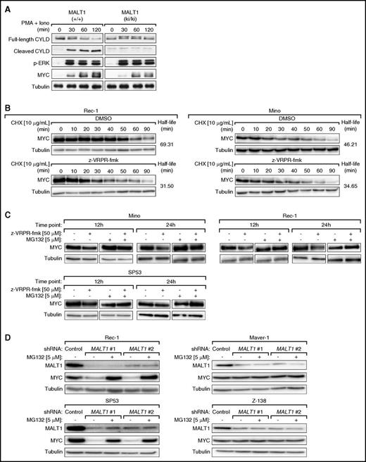 Figure 5. MYC is stabilized by MALT1 function. (A) Primary mouse splenocytes expressing either wild-type MALT1 (+/+) or a catalytically inactive MALT1 mutant (ki/ki) were stimulated with phorbol myristate acetate (PMA) and ionomycin for the indicated time points. Stimulation efficiency and MALT1 activation were assessed by western blotting using anti-p-extracellular signal-regulated kinase (p-ERK) and anti-CYLD antibodies, respectively. (B) Rec-1 and Mino cells were first treated with z-VRPR-fmk or DMSO for 24 hours and subsequently with cycloheximide (CHX). MYC protein expression was assessed by western blot using samples collected at the indicated time points. In both cell lines, MALT1 inhibition resulted in a reduced half-life of MYC protein. (C) Mino, Rec-1, and SP53 cells were treated with z-VRPR-fmk or DMSO and subsequently with MG132 or DMSO. MYC protein levels were increased by MG132 treatment as evaluated by western blotting. (D) In Rec-1, SP53, Maver-1, and Z-138 cells, either a control shRNA against MSMO1 or 1 of the 2 MALT1 shRNAs were induced with doxycycline for 24 hours. Subsequently, cells were treated with MG132 or DMSO. MYC protein levels were increased by MG132 treatment in MALT1-activated MCLs (Rec-1 and SP53), but not in MALT1-inactive MCLs (Maver-1 and Z-138) as evaluated by western blotting.