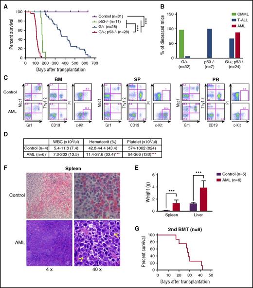 Figure 2. p53 deletion and NrasG12D/+ induce a highly penetrant AML. (A-F) Lethally irradiated mice were transplanted with 2.5 × 105 total bone marrow cells from control, p53−/−, NrasG12D/+, or NrasG12D/+p53−/− mice along with same number of competitor cells. (A) Kaplan-Meier comparative survival analysis of reconstituted mice. Cumulative survival was plotted against days after transplantation. P value was determined by the log-rank test. (B) Disease incidence in recipient mice transplanted with p53−/−, NrasG12D/+, or NrasG12D/+p53−/− cells. (C) Representative flow cytometry analysis of bone marrow (BM), spleen (SP), and peripheral blood (PB) cells from moribund AML NrasG12D/+p53−/− and age-matched control mice. Note: red blood cells were lysed by using ammonium chloride treatment before flow analysis. (D) Complete blood count was performed on peripheral blood samples collected from moribund AML NrasG12D/+p53−/− and age-matched control mice. The results are presented as range (median). (E) Spleen and liver weight of moribund AML NrasG12D/+p53−/− and control mice. (F) Representative spleen histologic hematoxylin and eosin–stained sections from moribund AML NrasG12D/+p53−/− and control mice. Arrowheads indicate immature blast cells. (G) 1 × 106 bone marrow or 5 × 106 spleen cells from moribund AML NrasG12D/+p53−/− mice were transplanted into sublethally irradiated mice. Kaplan-Meier comparative survival curve was plotted against days after transplantation. The results are presented as mean ± standard deviation (SD). ***P < .001. BMT, bone marrow transplantation.
