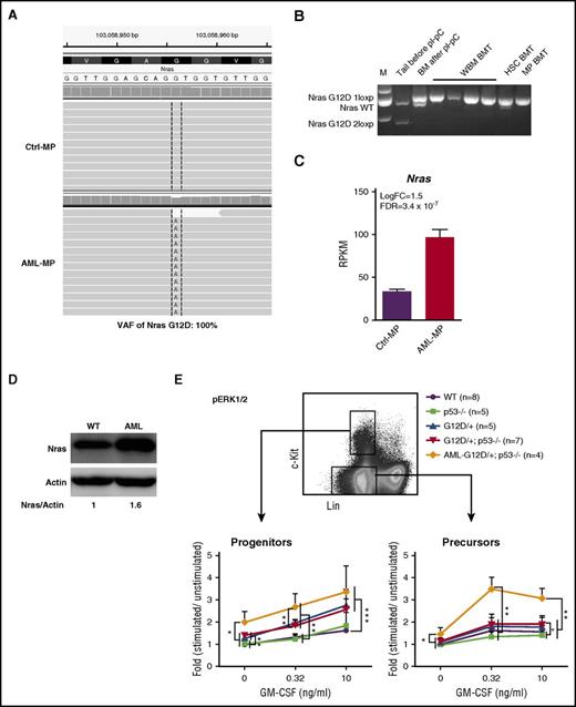 Figure 7. Overexpression of oncogenic Nras leads to hyperactivation of ERK1/2 signaling in AML MPs. (A) Representative sequencing results from RNA-Seq analysis show UPD of NrasG12D mutation in AML MPs. (B) Genotyping analysis of the Nras locus in multiple AML samples isolated from independent recipients (spleen weight, >1 g). (C) RPKM of Nras in control and AML MPs. (D) Western blot analysis of Nras expression levels in AML and wt spleens. (E) Whole bone marrow cells isolated from control, p53−/−, NrasG12D/+, and NrasG12D/+p53−/− mice on day 12 and moribund AML NrasG12D/+p53−/− recipients were serum and cytokine starved for 2 hours and stimulated with various concentrations of murine GM-CSF (0, 0.32, and 10 ng/mL) at 37°C for 10 minutes. Levels of phosphorylated ERK1/2 (p-ERK1/2) were measured using phosphor-specific flow cytometry. Non-neutrophil bone marrow cells were gated for data analysis. Myeloid progenitors are enriched in Lin–/lowc-Kit+ cells, whereas myeloid precursors are enriched in Lin–/lowc-Kit– cells. To quantify the activation of ERK1/2, median intensities of p-ERK1/2 at different GM-CSF concentrations are compared with their respective control cells at 0 ng/mL, which is arbitrarily set at 1. Data are presented as mean ± SD. *P < .05; **P < .01; ***P < .001.