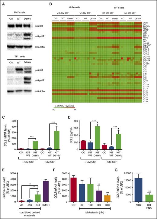 Figure 1. KIT D816V induces expression of CCL2. (A) Mo7e and TF-1 cells were transduced with the empty vector (CO), wild-type (WT) KIT, or KIT D816V. Then, expression of total and phosphorylated KIT (pKIT) were determined by immunoblotting. Actin served as a loading control. (B) Mo7e and TF-1 cells were transduced as described and cultured in the absence or presence of granulocyte-macrophage colony-stimulating factor (GM-CSF) for 16 hours. Green fluorescent protein (GFP) –positive cells were purified by fluorescence-activated cell sorting (FACS), and expression of cytokines was determined by quantitative real-time PCR. Results are expressed as ΔCt values (ΔCt = CtABL − Ctcytokine). Samples without detectable mRNA expression were set to a ΔCt value of −10.0. Data from 4 experiments are shown. (C,D) TF-1 cells were transduced and cultured as described above. Expression of CCL2 was determined by (C) real-time PCR of cells or (D) ELISA of cell culture supernatants. (E) Cord blood–derived MCs harvested at different time points and KIT D816V+ HMC-1 cells were analyzed for expression of CCL2. (F) HMC-1 cells were treated with midostaurin for 16 hours, and expression of CCL2 was determined by real-time PCR. (G) Expression of CCL2 was analyzed in HMC-1 cells after transduction with a short hairpin RNA–targeting KIT (KIT RNAi) or a nontargeting control (NTC). Results represent the mean ± standard deviation (SD) of at least 3 independent experiments. **P < .01, ***P < .001.
