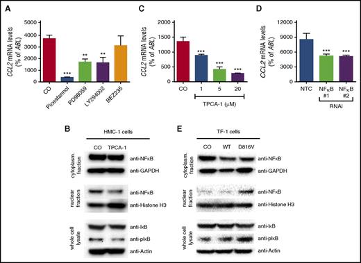 Figure 2. Role of NF-κB in KIT D816V–dependent expression of CCL2. (A) Effects of piceatannol (200 µM), PD98059 (50 µM), LY294002 (20 µM), or BEZ253 (1 µM) on expression of CCL2 in HMC-1 cells. (B) HMC-1 cells were treated with TPCA-1 (20 µM), and the effect on NF-κB signaling was determined by immunoblotting with antibodies against NF-κB in cytoplasmic and nuclear fractions as well as IκB and phosphorylated IκB (pIκB) in whole-cell lysates. Glyceraldehyde-3-phosphate dehydrogenase (GAPDH), histone H3, and β-actin served as the respective loading controls. (C-D) Effect of TPCA-1 treatment (C) as indicated or (D) of RNAi-mediated knockdown of NF-κB1 compared with an NTC on expression of CCL2 in HMC-1 cells. (E) TF-1 cells were transduced with CO, WT KIT, or KIT D816V, and NF-κB signaling was analyzed as described above. Results represent the mean ± SD of at least 3 independent experiments. **P < .01, ***P < .001.
