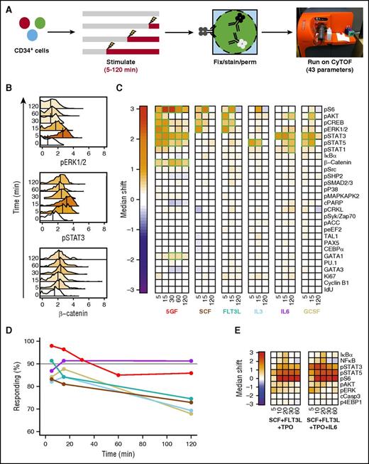 Figure 1. Different GF combinations activate different signaling responses in CD49f+ CB cells. (A) Experimental design for cells examined (B-D). (B) Representative histograms of signal intensity over time for pERK1/2 (top), pSTAT3 (middle), and active (nonphosphorylated) β-catenin (bottom) following stimulation of CD49f+ cells with 5 GFs. Histogram colors indicate the median shift in the stimulated cells relative to the unstimulated cells. The color scale is indicated by the color bar in panel C. (C) Median asinh (signal intensity/5) differences in signal activation in the CD49f+ cells compared with unstimulated cells. Significant differences are indicated in green. (D) Frequency of CD49f+ cells surpassing the 95th percentile of the unstimulated sample in any intracellular marker following GF stimulation. (E) Signal activation shown as differences in median asinh values measured in CD49f+ cells exposed to either SCF + FLT3L + TPO or SCF + FLT3L + TPO + IL-6 for the times shown (in minutes) after a preliminary hour in SFM alone relative to CD49f+ cells incubated in SFM for equivalent times without GFs.