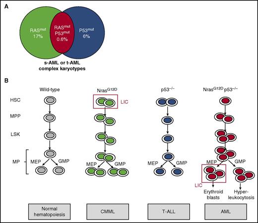 NrasG12D and p53 deletion cooperate to induce a full-blown erythromyeloid leukemia by MEP transformation. (A) Mutations in molecules of RAS pathway were found in 17% of AML cases, whereas P53 mutations were found in 6% of AML cases. Moreover, comutation was found in 0.6% of AML cases, which were secondary or therapy-related AML with complex cytogenetics. (B) NrasG12D KI mouse models presented an increase in hematopoietic stem cells (HSCs) and led to a CMML-like disease, whereas p53−/− mice have no major role in myeloid hematopoietic compartments and led to T-ALL. In contrast, NrasG12D p53−/− mice presented HSC, Lin–Sca1+c-Kit+ (LSK), multipotent progenitor (MPP), MEP, and granulocyte-monocyte progenitor (GMP) increases, leading to AML. The MEP was demonstrated to be the LIC. MP, myeloid progenitor; s-AML, secondary AML; t-AML, therapy-related AML.