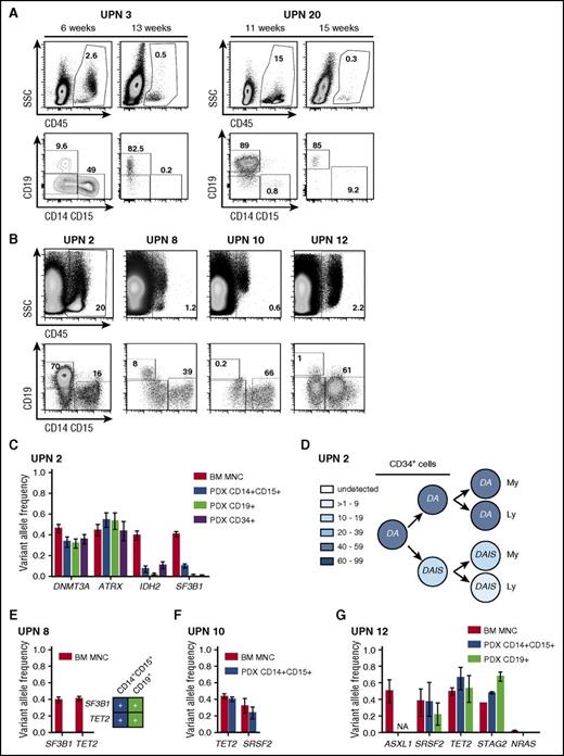 Figure 4. Xenotransplantation of MDS cells in NSG mice. (A-B) Immunophenotypic profiling of human cells in NSG mice. Shown are percentages of hCD45+, myeloid (CD14+ or CD15+), and B lymphoid (CD19+) cells in the hCD45+ cell fraction, at 5 to 15 weeks posttransplantation. (C-G) Genotype of sorted MDS CD14+CD15+, CD19+, or CD34+ populations after xenografting. Shown are VAFs and the 95% CIs of each mutation in BM MNCs, PDX CD14+CD15+, PDX CD19+, and PDX CD34+. In UPNs 2, 10, and 12, mutations were screened by NGS. For UPN 8, mutations in PDX CD14+CD15+ and CD19+ populations were detected by Sanger sequencing on amplified whole genome DNA. (D) For UPN 2, hypotheses regarding the contribution of CD34+-mutated clones to their myeloid CD14+CD15+ (My) and lymphoid CD19+ (Ly) progenies are schematically depicted. Each mutation is represented by its initial. A color spectrum is used for the different intervals of variant allele frequencies.