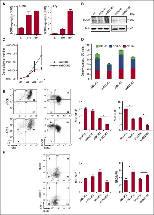 Figure 7. Impact of BCOR on erythroid and granulocytic differentiation. (A) Evolution of BCOR gene expression during normal granulocytic and erythroid differentiation. BCOR messenger RNA level as measured by reverse transcriptase quantitative PCR (RT-qPCR) is shown as normalized relative quantities (NRQs) ± SEM to B2M and ACT. (B) shRNA-mediated BCOR silencing in normal human CD34+ progenitors (day 7). shSCR as control. Western blot to BCOR; actin is used as loading control. (C) Proliferation of short hairpin BCOR (shBCOR) or shSCR human CD34+ progenitors was driven by IL-3, SCF, FLT-3L, and TPO for 18 days. Results are representative of 4 independent experiments. (D) Clonogenic progenitor growth. shBCOR or shSCR CD34+ progenitors were amplified in liquid culture for 6 days and seeded in methylcellulose. Colony numbers ± SEM. (E) (Left) Immunophenotypic quantification of CD71, GPA, Band3, and CD49d expression in shBCOR and shSCR cells at day 18 of erythroid differentiation. Biparametric histograms are shown and percentages are indicated. Results representative of 3 independent experiments. (Right) GATA1 and HBB gene expression according to expression of shBCOR or shSCR by RT-qPCR. Results expressed as NRQs to UBC and ACT ± SEM represent 2 independent experiments in duplicates. (F) (Left) Immunophenotypic quantification of CD33 and CD11b. (Right) SPI1 and MPO gene expression by RT-qPCR.