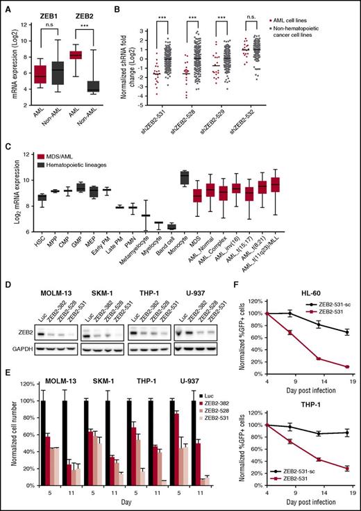 Figure 3. Human AML cell lines are sensitive to ZEB2 inhibition. (A) Box plot showing mRNA expression levels of ZEB1 and ZEB2 in CCLE3 cell lines, comparing AML cell lines vs non-AML cancer cell lines. ***P < .001; n.s., not significant, t test. (B) shRNA fold depletions of ZEB2 shRNAs in the human cell line screen. ***P < .001; n.s., not significant, PARIS analysis.9 (C) ZEB2 expression in hematopoiesis25 and AML.4 Error bars indicate 5% to 95% percentile. (D) Immunoblotting of ZEB2 at day 6 after shRNA lentivirus infection. (E) Viability of AML cells after ZEB2 knockdown. Error bars, standard deviation (SD) (n = 3). (F) Competitive proliferation assays of AML cells infected with ZEB2 shRNA (ZEB2-531) and its seed control (ZEB2-531-sc). Graph shows normalized cell number as a percentage of the first time point (4 days after infection). Error bars, SD (n = 3). AML_Complex, complex karyotype; AML_Normal, normal karyotype; CMP, common myeloid progenitor cell; GMP, granulocyte monocyte progenitors; HSC, hematopoietic stem cell; Luc, shRNA targeting firefly luciferase; MDS, myelodysplastic syndrome; MEP, megakaryocyte-erythroid progenitor cell; MPP, multipotential progenitors; PM, promyelocyte; PMN, polymorphonuclear cells; ZEB2-382, shRNA targeting ZEB2.