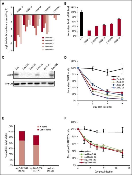 Figure 4. Mouse AML cells are sensitive to ZEB2 inhibition. (A) Log2 fold depletions of Zeb2 shRNA in the in vivo screen. (B) qPCR of Zeb2 mRNA level at day 6 after infection. (C) Immunoblotting of ZEB2 at day 6 after infection. (D) Competitive proliferation assay of leukemia cells infected with Zeb2 shRNA and control shRNA. Error bars indicate SD (n = 3). (E) Frequency of mutated Zeb2 genomic alleles at 4.5 days after sgRNA infection. (F) Competitive proliferation assay of leukemia cells stably expressing Cas9 after infection with sgRNAs. Error bars indicate SD (n = 3).