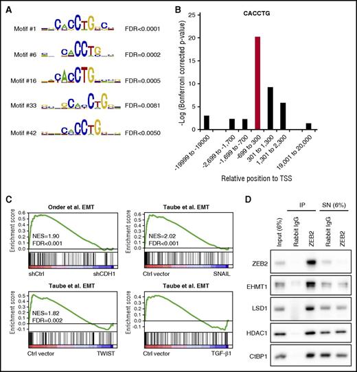 Figure 6. ZEB2 directly represses genes involved in myeloid differentiation. (A) Motifs with the CACCTG sequence are enriched in the promoters of ZEB2KDup genes based on CisFinder analysis. (B) Enrichment of CTCCTG sequence in different genomic regions of ZEB2KDup genes as analyzed by the oligo-diff tool of RSAT. (C) GSEA shows that ZEB2KDup genes with CACCTG sequence in their promoters are highly expressed in epithelial cells and downregulated during EMT triggered by E-cadherin knockdown or TWIST/SNAIL/TGF-β1 expression. (D) ZEB2 coimmunoprecipitate with CtBP1, LSD1, HDAC1, and EHMT1 in THP-1 cells. TSS, transcription start site; FDR, false discovery rate; NES, normalized enrichment score; IP, immunoprecipitate; SN, supernatant.