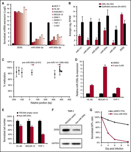 Figure 7. ZEB2-targeting miR-200 family miRNAs are epigenetically silenced in AML. (A) qPCR of ZEB2, miR-200b, and miR-200c in a panel of AML cell lines and epithelial cancer cell line MCF-7. (B) Expression of miR-200 family members and ZEB2 in cancer samples from TCGA RNA-Seq data; expression level is shown as log2 of reads per kilobase of transcript per million mapped reads. (C) Methylation of DNA sequences upstream of miR-200c and miR-141 in TCGA AML samples. Red arrows indicate the relative position of miR-200c and miR-141. Each dot indicates average level of methylation in all patients. (D) miR-200c is upregulated after 3 days of 5-aza treatment as measured by qPCR. (E) Viability of AML cell lines after miR-200c and empty vector infection. Cells were seeded at day 6 after infection, and cell viability was measured at day 9 by the CellTiter-Glo assay. (F) Immunoblot of ZEB2 in cells infected with miR-200c. (G) Competitive proliferation assay in mouse leukemia cells infected with mouse miR-200c or control vector. Error bars, SD. n = 190 for AML, n = 4837 for epithelial cancers in B; n = 193 for C; and n = 3 for D and E.