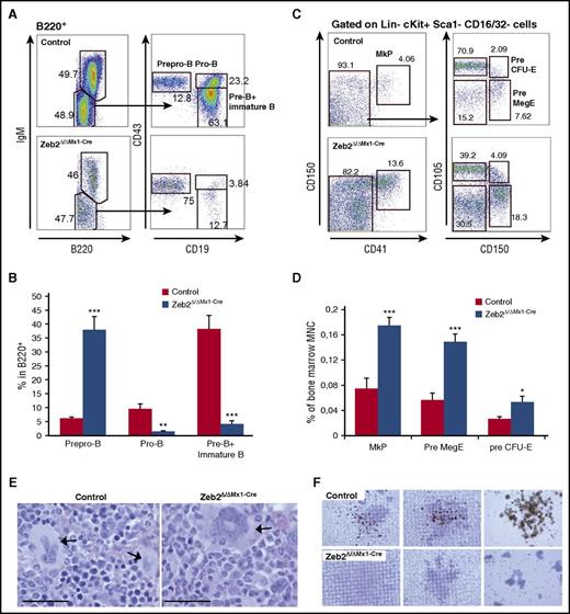 Figure 4. Zeb2 deletion causes impaired differentiation at different stages of maturation. (A) Representative FACS plots demonstrating B lymphopoiesis in control and Zeb2Δ/ΔMx1-Cre BM cells gated on B220-positive population. (B) Frequency calculation of B-cell progenitors within the B220-positive BM subpopulation in 3 repetitive analyses revealed a block at the transition from prepro-B to pro-B cell stage. Data from 3 independent biological replicates are shown as means ± SEM. **P < .01; ***P < .001. (C) Representative FACS plots showing megakaryocytic progenitors in control and Zeb2Δ/ΔMx1-Cre BM cells gated on Lin−cKit+Sca1−CD16/32− population. (D) Analyses of megakaryocytic and erythroid progenitors within total BM cells in 3 repetitive analyses revealed an increase of MkP, PreMegE, and pre CFU-E cells in Zeb2-deficient mice compared with controls. Data from 6 independent biological replicates are shown as means ± SEM. **P < .01; ***P < .001. (E) Representative images of BM sections from femurs from Zeb2Δ/ΔMx1-Cre and control mice showing abnormal morphology in Zeb2-deficient megakaryocytes (arrow) compared with controls. Bar graphs, 50 µm. (F) Representative images of acetylcholinesterase staining of CFU-megakaryocyte colonies demonstrate the absence of mature megakaryocytes in cell cultures derived from Zeb2Δ/ΔMx1-Cre mice.