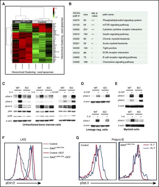 Figure 6. Zeb2 deletion changes the gene expression profile. (A) A heat map of at least 2 fold down- or upregulated genes. Clustered heat map visualizes normalized expression values of genes that showed an at least 2-fold up- or downregulation together with a nominal P value < 1%. The RNA was isolated from 3 pairs of independently sorted control and Zeb2Δ/ΔMx1-Cre HSC (LKS-SLAM) at 8 weeks after Poly(I:C) administration. (B) Selected KEGG pathways with significant alterations after Zeb2 deletion are shown here (the complete list of pathways analyses is included as supplemental Table 5). (C-E) Representative western blots showing phosphorylation of indicated signaling proteins in total lysates of BM cells (C), lineage-negative cells (D), and Mac1+ myeloid cells (E) from Zeb2Δ/ΔMx1-Cre or control mice in the presence of 10 μg/μL G-CSF, IL-3, or IL-6 for 15 minutes. Data shown as a representative plot from at least 3 independently isolated biological replicates. Means ± SEM is shown. (F) Flow cytometric analysis of phosphorylated ERK1/2 in LKS cells treated with the stem cell factor (SCF) of Zeb2Δ/ΔMx1-Cre and control mice revealed reduced signal transduction in absence of Zeb2. (G) Representative FACS plot of phospho-STAT3 expression in prepro-B cells after stimulation with IL-7 shows severely reduced signaling in Zeb2Δ/ΔMx1-Cre prepro-B cells.