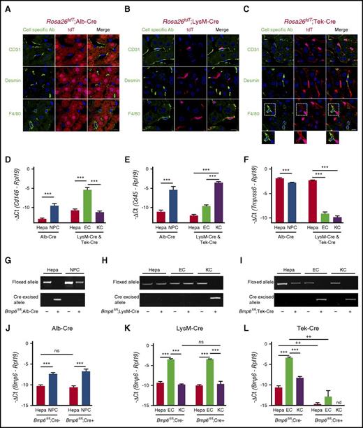Figure 2. Validation of conditional Bmp6 knockout mice. (A-C) Immunofluorescence microscopy of liver from offspring of Rosa26tdT Cre-reporter mice mated with (A) Alb-Cre, (B) LysM-Cre, and (C) Tek-Cre mice. Cells expressing Cre recombinase are labeled red throughout the cytoplasm because of the removal of a stop codon upstream of the tdT fluorescent protein. Other NPC populations are labeled green by using CD31 (ECs), desmin (HSCs), and F4/80 (KCs) antibodies. Nuclei are labeled blue with 4′,6-diamidino-2-phenylindole (DAPI). Dotted areas are shown with increased brightness below the right panel. Scale bars represent 10 μM. One representative mouse of 4 to 7 per group is shown. (D-F,J-L) qRT-PCR of (D) the EC marker Cd146, (E) the leukocyte/KC marker Cd45, (F) the hepatocyte (Hepa) marker Tmprss6, and (J-L) Bmp6 relative to Rpl19 mRNA from isolated hepatocytes, NPCs, ECs, or KCs from Bmp6 conditional knockout and littermate control Bmp6fl/fl;Cre– mice (n = 3-5 per group). Results are reported as mean ± SEM of –ΔCt as in Figure 1. (G-I) PCR of genomic DNA for floxed and cre-excised Bmp6 alleles from isolated hepatocytes, NPCs, ECs, or KCs from Bmp6 conditional knockout and littermate control Bmp6fl/fl;Cre– mice (n = 3-5 per group). Representative gels are shown. ***P < .001 for NPCs relative to hepatocytes by Student t test or for ECs relative to hepatocytes or KCs by one-way ANOVA with Tukey post hoc test for mice of the same genotype. ++P < .01 in Bmp6fl/fl;Cre+ relative to Bmp6fl/fl;Cre– mice for the same cell type by Student t test. nd, not detectable; ns, not significant.