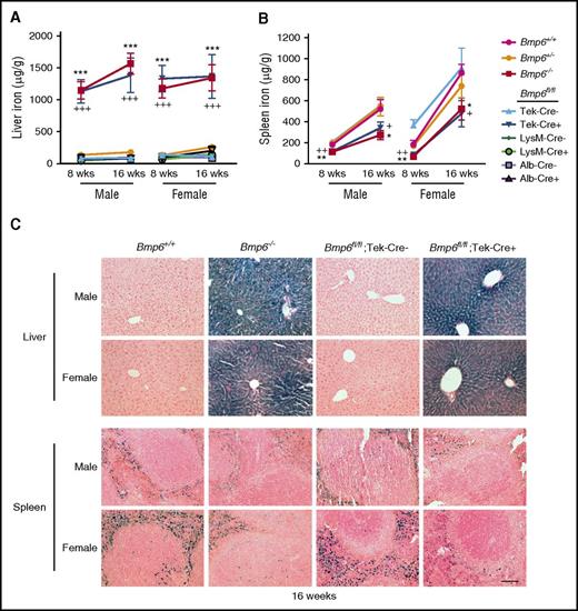 Figure 4. Liver iron is increased and spleen iron is reduced in Bmp6fl/fl;Tek-Cre+ mice, but not Bmp6fl/fl;Alb-Cre+ or Bmp6fl/fl;LysM-Cre+ mice. Eight- and 16-week-old littermate male and female Bmp6+/+, Bmp6+/−, and Bmp6−/− global knockout mice and Bmp6 conditional knockout mice in ECs (Bmp6fl/fl;Tek-Cre+), macrophages (Bmp6fl/fl;LysM-Cre+), and hepatocytes (Bmp6fl/fl;Alb-Cre+) compared with littermate controls (Bmp6fl/fl;Cre–) were analyzed for tissue iron in (A,C) liver and (B,C) spleen by (A-B) biochemical analysis or (C) Perls’ Prussian blue. n = 4-7 mice per group (supplemental Table 2), with tissues from 1 representative mouse shown in (C) (original magnification ×20; scale bar represents 100 μM). *P < .05, **P < .01, ***P < .001 relative to control Bmp6+/+ mice by one-way ANOVA with Dunnett’s post hoc test; +P < .05, ++P < .01, +++P < .001 relative to control Bmp6fl/fl;Cre– mice by Student t test.