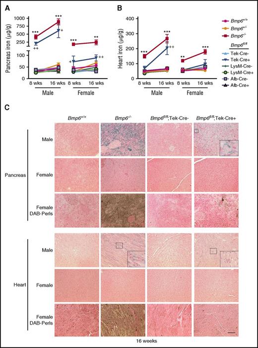 Figure 5. Bmp6fl/fl;Tek-Cre+ mice exhibit extrahepatic iron loading, whereas Bmp6fl/fl;Alb-Cre+ and Bmp6fl/fl;LysM-Cre+ mice do not. Eight- and 16-week-old littermate male and female Bmp6+/+, Bmp6+/−, and Bmp6−/− global knockout mice and Bmp6 conditional knockout mice in ECs (Bmp6fl/fl;Tek-Cre+), macrophages (Bmp6fl/fl;LysM-Cre+), and hepatocytes (Bmp6fl/fl;Alb-Cre+) compared with littermate controls (Bmp6fl/fl;Cre–) from Figure 4 were analyzed for tissue iron in (A,C) pancreas and (B,C) heart by (A-B) biochemical analysis or (C) Perls’ Prussian blue. Diaminobenzidine (DAB)-enhanced Perls’ stain was performed on sections that appeared negative or faint by standard Perls’ Prussian blue. n = 4 to 7 mice per group (supplemental Table 2), with tissues from 1 representative mouse shown in (C) (original magnification ×20; scale bar represents 100 μM; boxed areas shown enlarged ×5 for pancreas and ×3 for heart in insets for some panels). **P < .01, ***P < .001 relative to control Bmp6+/+ mice by one-way ANOVA with Dunnett’s post hoc test; +P < .05, ++P < .01 relative to control Bmp6fl/fl;Cre– mice by Student t test.