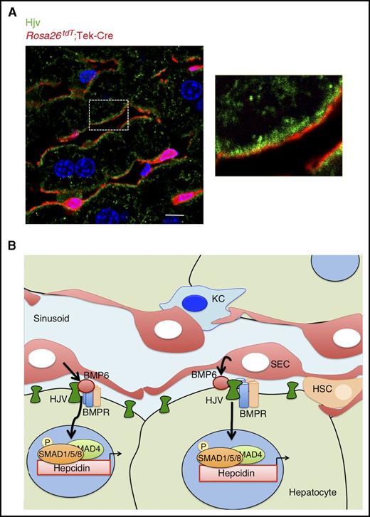 Figure 6. Hjv is expressed in hepatocyte sinusoidal membranes adjacent to Bmp6-producing SECs. (A) Immunofluorescence microscopy of liver tissue from Rosa26tdT;Tek-Cre+ mice. Liver SECs are labeled with tdT (red). Hjv expression is visualized with anti-Hjv antibody (green). Nuclei are labeled with DAPI (blue). Scale bar represents 10 μM. Right panel shows boxed area enlarged ×3. (B) Proposed model: BMP6 is produced in liver SECs and acts in a paracrine fashion on hepatocytes to bind the co-receptor HJV, which together with BMP type I and type II receptors induces SMAD1/5/8 phosphorylation and hepcidin transcription.