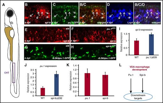 Figure 4. Pu.1 and Spi-b function in parallel during VDA-derived macrophage development. (A) Schematic view of a zebrafish embryo. Purple box indicates the CHT. (B-D) Costaining of spi-b mRNA with Tg(-9.0kbpu.1:GFP) and Lcp1 antibody in the CHT region of 4-dpf wild-type embryos. Panels B/C and B/C/D are merged images from the corresponding panels (B-D). Arrows in each panel indicate cells coexpressing spi-b, pu.1-GFP, and Lcp1. (E-F) WISH of spi-b expression in 4-dpf siblings and pu.1∆839 mutants. (G-H) Fluorescence images of the pu.1-GFP+ myeloid cells in the CHT of 4-dpf Tg(-9.0kbpu.1:GFP) siblings and Tg(-9.0kbpu.1:GFP);spi-b∆232 mutants. (I) Quantitative RT-PCR for spi-b expression in VDA-derived macrophages isolated from pu.1 MO injected wild-type Tg(mpeg1:LRLG) and pu.1∆839;Tg(mpeg1:LRLG) at 8 dpf. (J) Quantitative RT-PCR for pu.1 expression in the VDA-derived macrophages isolated from pu.1 MO-injected wild-type Tg(mpeg1:LRLG) and spi-b∆232;Tg(mpeg1:LRLG) at 8 dpf. (K) Quantitative RT-PCR for pu.1 and spi-b expression in VDA-derived macrophages isolated from pu.1 MO-injected Tg(mpeg1:LRLG) at 8 dpf. Expression level of target genes in panels I-K was normalized with elf1a expression. Error bars represent standard error. (L) The parallel Pu.1−Spi-b genetic network in the development of VDA-derived macrophages.
