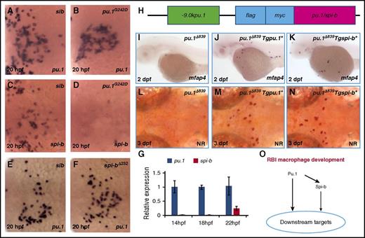 Figure 6. The formation of RBI-born macrophages is regulated by a vertical Pu.1−Spi-b axis. (A-B) WISH of pu.1 expression in 20-hpf siblings (n = 39/39) and hypomorphic pu.1G242D mutants (n = 13/13). (C-D) WISH of spi-b expression in 20-hpf siblings (n = 41/41) and pu.1G242D mutants (n = 12/12). (E-F) WISH of pu.1 expression in 20-hpf siblings (n = 45/45) and spi-b∆232 mutants (n = 16/16). All embryos in panels A-F are dorsally orientated with anterior to the left. (G) Quantitative RT-PCR for pu.1 and spi-b expression in wild-type embryos at indicated stages (x-axis). Expression level of target genes was normalized with elf1a expression. Error bars represent standard error. (H) Schematic view of the pu.1 or spi-b expression constructs under the control of a -9.0kb pu.1 promoter. Both Pu.1 and Spi-b are flag-myc double tagged at the N terminus. (I-K) WISH of mfap4 expression in 2-dpf pu.1∆839 (n = 25/25), pu.1∆839;Tg(-9.0kbpu.1:flag-myc-pu.1)+ (shorted as Tgpu.1+) (n = 14/15), and pu.1∆839;Tg(-9.0kbpu.1:flag-myc-spi-b)+ (shorted as Tgspi-b+) (n = 11/13). (L-N) Neutral red staining of microglia in 3-dpf pu.1∆839, pu.1∆839;Tgpu.1+, and pu.1∆839;Tgspi-b+. (O) The working model for the vertical Pu.1−Spi-b genetic network in RBI macrophage development.