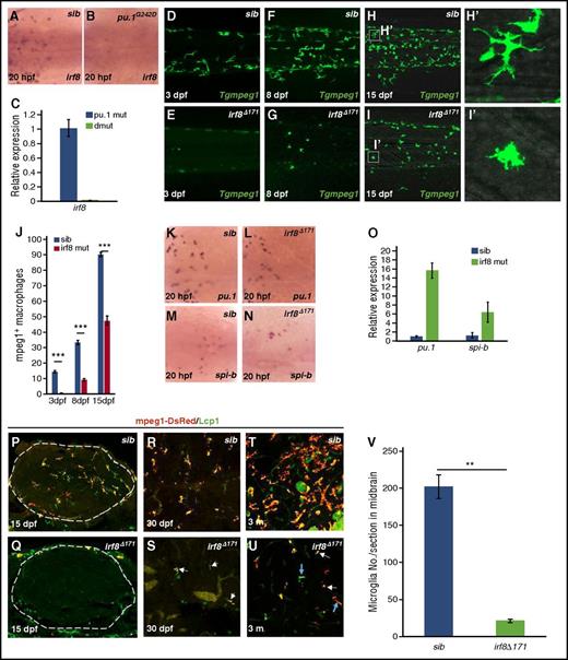 Figure 7. The paralleled and vertical Pu.1−Spi-b cascades control macrophage development via a common downstream factor, Irf8. (A-B) WISH of irf8 expression in 20-hpf siblings (n = 35/35) and hypomorphic pu.1G242D mutants (n = 11/11). (C) Quantitative RT-PCR for irf8 expression in purified macrophages isolated from pu.1∆839;Tg(mpeg1:LRLG) and pu.1Δ839;spi-b∆232;Tg(mpeg1:LRLG) at 20 dpf. Expression level of target genes was normalized with elf1a expression. Error bars represent standard error (SE). (D-I) Fluorescence imaging of peripheral macrophages in the trunk and CHT regions of Tg(mpeg1:LRLG) siblings and Tg(mpeg1:LRLG);irf8∆171 mutants at indicated developmental stages. (H′-I′) Magnified images of the boxed regions as indicated in panels H and I. (J) Quantification of tissue macrophages in the trunk and CHT regions (as shown in panels D-I) Tg(mpeg1:LRLG) siblings and Tg(mpeg1:LRLG);irf8∆171 mutants at indicated developmental stages. ***P < .001, Student t test; mpeg1+ sib (3 dpf, mean/SE/n)= 14.3/15/0.7, mpeg1+irf8 mut (3 dpf, mean/SE/n) = 0.5/15/0.2, mpeg1+sib (8 dpf, mean/SE/n) = 33.3/10/1.3, mpeg1+irf8 mut (8 dpf, mean/SE/n) = 9.1/10/0.7, mpeg1+sib(15 dpf, mean/SE/n) = 90.2/10/1.4, mpeg1+irf8 mut (15 dpf, mean/SE/n) = 47.3/12/3.1). Error bars represent SE. (K-N) WISH of pu.1 and spi-b expression in 20-hpf siblings (pu.1, n = 40/40; spi-b, n = 38/38) and irf8∆171 mutants (pu.1, n = 15/15; spi-b, n = 12/12). (O) Quantitative RT-PCR for pu.1 and spi-b expression in purified macrophages isolated from wild-type Tg(mpeg1:LRLG) and irf8∆171;Tg(mpeg1:LRLG) at 20 dpf. Expression level of target genes was normalized with elf1a expression. Error bars represent SE. (P-Q) Costaining of Lcp1 antibody and mpeg1-DsRed on whole-mount brain sections of 15-dpf Tg(mpeg1:LRLG) siblings and Tg(mpeg1:LRLG);irf8∆171 mutants. Dashed circles indicate the brain region. (R-S) Costaining of Lcp1 antibody and mpeg1-DsRed on brain sections of Tg(mpeg1:LRLG) siblings and Tg(mpeg1:LRLG);irf8∆171 mutants at 30 dpf. White arrows in panel S indicate mpeg1-DsRed+/Lcp1+ microglia in irf8∆171 mutants. (T-U) Costaining of Lcp1 antibody and mpeg1-DsRed on the brain sections of adult (3-month-old) Tg(mpeg1:LRLG) siblings and Tg(mpeg1:LRLG);irf8∆171 mutants. Blue and white arrows in panel U indicate branched microglia and rounded microglia-like cells in irf8∆171 mutants, respectively. Images are selected as representatives. (V) Quantification of Lcp1 and mpeg1-DsRed double-positive microglia in the midbrain of 3-month-old wild-type siblings and irf8∆171 mutants. **P < .01, Student t test; sib (mean/SE/n) = 201.7/15.8/4, irf8∆171 (mean/SE/n) = 21.4/2.2/3). Error bars represent SE.