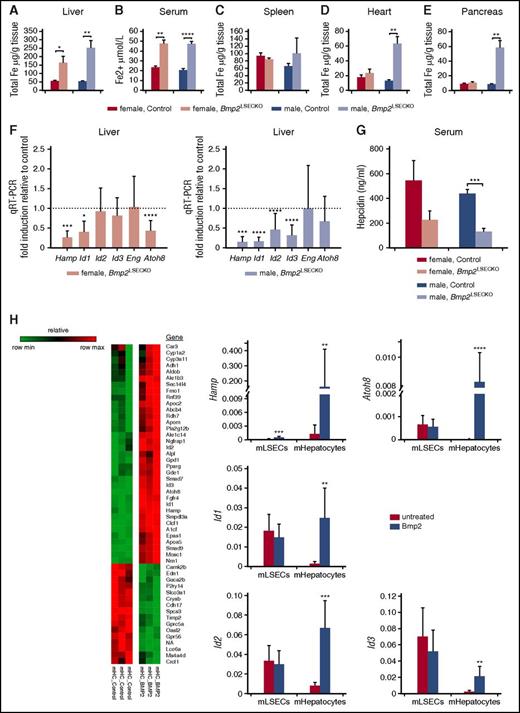 Figure 2. Angiocrine Bmp2 signaling in the liver controls tissue and serum iron concentrations via regulation of hepatocyte hepcidin expression. (A-E) Iron concentration in (A) liver, (B) serum, (C) spleen, (D) heart, and (E) pancreas of Bmp2LSECKO and control mice (female, n = 5; male, n = 5). *P < .05; **P < .01; ****P < .0001. (F) qRT-PCR of Hamp, Id1, Id2, Id3, Endoglin (Eng), and Atoh8 in liver of Bmp2LSECKO and control mice (female, n = 5; male, n = 5). β-Actin was used as housekeeping gene. *P < .05; ***P < .001; ****P < .0001. (G) Serum hepcidin levels of Bmp2LSECKO and control mice as measured by enzyme-linked immunosorbent assay (female, n = 5; male, n = 5). ***P < .001. (H) Gene expression heat map of murine hepatocytes stimulated with Bmp2 for 24 hours (left panel). Bmp2-dependent expression of Hamp, Id1, Id2, Id3, and Atoh8 was quantified by qRT-PCR (right panel) of hepatocytes stimulated with Bmp2 for 24 hours and of murine LSECs (mLSECs) stimulated with Bmp2 for 48 hours. β-Actin was used as housekeeping gene. *P < .05; **P < .01; ***P < .001; ****P < .0001.
