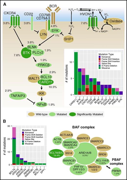 Figure 4. Frequencies of mutations affecting the BCR/CXCR4 signaling pathways and SWI/SNF complex in patients with FL. (A) The interconnected BCR and CXCR4 signaling pathways are shown. Genes with nonsynonymous coding or splice site mutations are depicted in green, with SMGs in dark green and the mutation frequency observed in the entire cohort (N = 105) indicated. The total number and types of mutations observed are shown in the inset bar graph. (B) Recurrent mutations affecting both BAF (BRG1-associated factor) and PBAF (polybromo BRG1-associated factor) SWI/SNF complexes were observed in our cohort and annotated as in A. See supplemental Table 11 for a complete list of mutations. *Frequency includes 2 ARID1A variants rescued after ESP filtering.