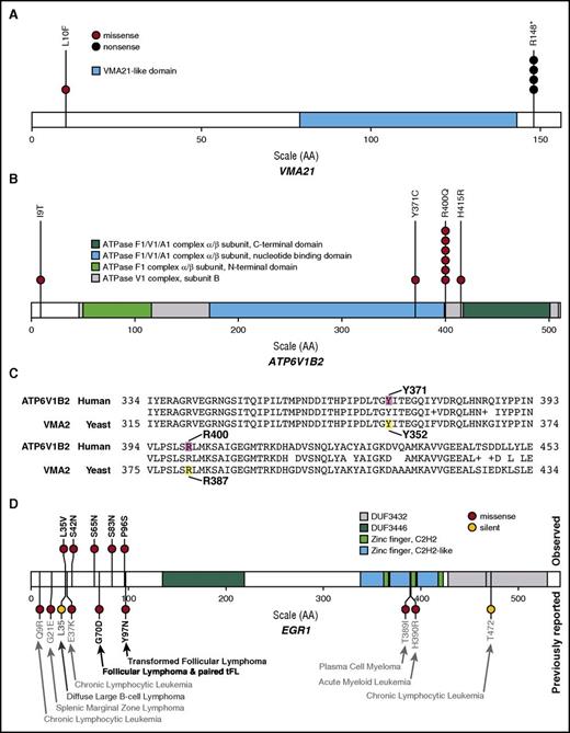 Figure 5. Recurrent mutations in vacuolar ATPase genes and EGR1 in patients with FL. Hotspot mutations were identified in significantly mutated vacuolar ATPase-associated genes: (A) VMA21 (R148* in 4 of 5 mutated patients; ENST00000370361) and (B) ATP6V1B2 (R400Q in 6 of 9 mutated patients; ENST00000276390). (C) BLAST alignment results illustrating highly conserved yeast Vma2p (YBR127C) amino acid residues previously shown to abrogate ATPase catalytic activity when mutated (yellow) are orthologous to amino acid residues altered by mutations in human ATP6V1B2 (ENST00000276390.2) observed in our cohort (magenta). (D) EGR1 mutations observed in this cohort (N = 105), indicated above the protein diagram, were only observed near the N-terminus of the protein (ENST00000239938). EGR1 mutations previously reported for hematopoietic malignancies in COSMIC and selected papers are depicted below the protein diagram.8,23,24,68,69 See supplemental Table 11 for a complete list of V-ATPase complex and EGR1 mutations.