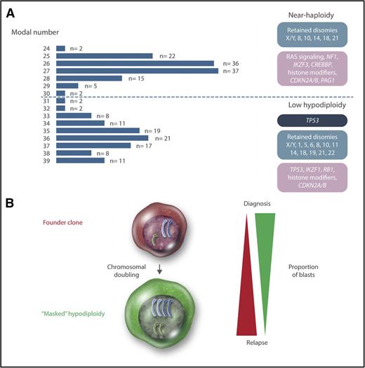Figure 1. Genetics of hypodiploid less than 40 chromosomes ALL. (A) Modal numbers of all 218 hypodiploid ALL cases with <40 chromosomes reported in the literature, ascertained from the Mitelman Database of Chromosome Aberrations and Gene Fusions in Cancer.7 Cases where the modal number was given as a range, with a known T-cell immunophenotype, or with t(1;19)(q23;p13), t(9;22)(q34;q22), or t(14;18)(q32;q21) were excluded from the analysis. There are 2 clear peaks centered on 27 and 36 chromosomes, corresponding to near-haploid and low-hypodiploid ALL, respectively. Chromosomal patterns are shown in blue, constitutional mutations in dark blue, and somatic mutations in purple. (B) Chromosomal doubling is frequent in both near-haploid and low-hypodiploid ALL, sometimes leading to masked hypodiploidy (ie, only the clone with doubled chromosomes are detected). The relative proportions of the founder and doubled clone often differ between diagnosis and relapse, with the doubled clone generally dominating at diagnosis and the founder clone at relapse. Professional illustration by Somersault18:24.