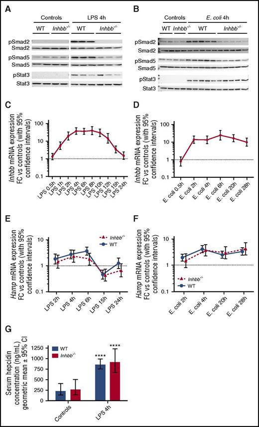 Figure 1. Although Smad1/5/8 signaling is not activated by inflammatory stimuli in the absence of activin B, this has no impact on the induction of hepcidin expression. (A-B) Fresh protein extracts were prepared from livers of wild-type (WT) and activin B (Inhbb)–deficient mice 4 hours after a LPS challenge or infection with E coli. Phospho-Smad2, phospho-Smad5, phospho-Stat3, total Smad2, total Smad5, and total Stat3 were detected by immunoblot techniques on a Chemidoc MP Imaging System (Bio-Rad). (C-F) Evolution over time of activin B (Inhbb) (C-D) and hepcidin (Hamp) (E-F) mRNA expression was examined in wild-type mice and (for hepcidin) Inhbb−/− mice challenged with LPS or infected with E coli. Point estimates of the fold change (FC) in gene expression relative to baseline (2−ΔΔCt) are shown on the graphs, together with their 95% confidence intervals (CIs). When the lower limit of the fold-change CI exceeds 1, gene expression is significantly induced relative to baseline. (G) Serum hepcidin levels were measured by competitive ELISA in wild-type and Inhbb−/− mice at baseline and 4 hours after LPS challenge. Values shown are geometric means ± 95% CIs. Comparisons of log-transformed serum hepcidin levels were made by 2-way analysis of variance followed by Sidak’s multiple comparison tests of planned contrasts. Results of comparisons with baseline levels in mice of the same genotype are shown above the bars. ****P < .0001.
