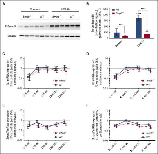Figure 2. In contrast to Smad1/5/8 activation by iron, activation by inflammatory stimuli does not lead to the expected induction in hepcidin and has no impact on the expression of its hepatocyte targets, Id1 and Smad7. (A) Fresh protein extracts were prepared from livers of wild-type (WT) and Bmp6−/− mice. Phospho-Smad5 and total Smad5 were detected by immunoblot techniques on a Chemidoc MP Imaging System (Bio-Rad). (B) Serum hepcidin levels were measured by competitive ELISA in wild-type and Bmp6-deficient mice at baseline and 4 hours after LPS challenge. Values shown are geometric means ± 95% confidence intervals (CIs). Comparisons of log-transformed serum hepcidin levels were made by 2-way analysis of variance followed by Sidak’s multiple comparison tests of planned contrasts. Results of comparisons with baseline levels in mice of the same genotype are shown above the bars. Results of comparison between wild-type and Bmp6−/− mice are indicated by connecting lines. **P < .01; ***P < .001; ****P < .0001. (C-F) Evolution over time of Id1 (C-D) and Smad7 (E-F) mRNA expression was examined in wild-type and Inhbb−/− mice challenged with LPS or infected with E coli. Point estimates of the fold change (FC) in gene expression relative to baseline (2−ΔΔCt) are shown on the graphs, together with their 95% CIs. When the upper limit of the fold-change CI is below 1, gene expression is significantly repressed relative to baseline.