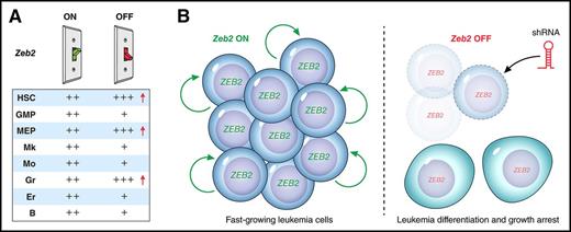 ZEB2 is a differentiation switch in normal hematopoiesis and leukemogenesis. (A) Cartoon illustration of Zeb2 “ON” and “OFF” expression switches (depicted as green and red, respectively), indicating that with Zeb2 expression, all hematopoietic stem, progenitor, and mature lineages are produced at normal numbers (++). However, on deletion of Zeb2 expression, multilineage differentiation and progenitor production are perturbed. Red arrows highlight increased HSC, MEP, and granulocytes in the absence of Zeb2. (B, left) Illustration of ZEB2 expressing AML cells undergoing proliferation and self-renewal. (B, right) ZEB2 shRNA-mediated knockdown results in differentiation and decreased proliferation of AML cells. B, B-cell; Er, erythrocyte; GMP, granulocyte-monocyte progenitor; Gr, granulocyte; MEP, megakaryocyte-erythrocyte progenitor; Mk, mature megakaryocyte; Mo, monocyte.