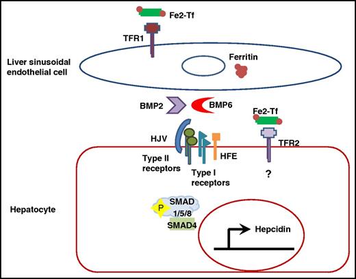 LSECs produce BMP2 and BMP6, possibly related to iron-loaded transferrin and ferritin. The BMPs regulate hepatocellular hepcidin expression in a paracrine fashion via BMP type II and type I receptors. Which specific receptor subtypes participate might be influenced by the BMP subtype; likewise, the ability of HJV to serve as a coreceptor might also depend on the BMP subtype. In both instances, type I receptor activation results in the recruitment and phosphorylation of SMAD1/5/8. Phosphorylated SMAD1/5/8 then forms a complex with the common SMAD, SMAD4, which translocates to the nucleus, where it binds the hepcidin promoter to induce expression. The roles of TFR2 and HFE are not completely defined, but may respond to iron-loaded transferrin to influence signaling through the SMAD (and possibly MAPK) pathways. Fe2-Tf, diferric transferrin.