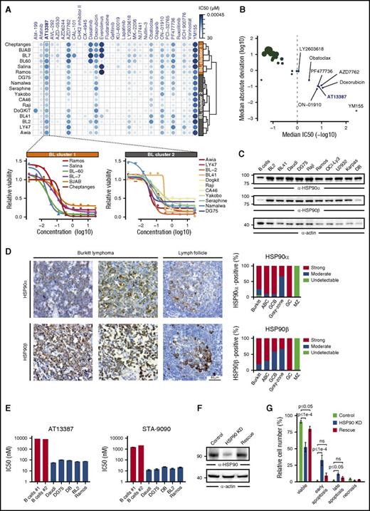 Figure 1. HSP90 inhibition induces apoptosis of BL cells. (A, top) Heatmap of –log10 (IC50) values for the indicated compounds and BL cell lines. The hierarchical clustering of cell lines based on the corresponding drug response profiles is indicated. (Bottom) Dose-response curves for the HSP90 inhibitor AT13387 in the indicated BL cell lines. (B) Median absolute deviation (log10) of IC50 values vs median IC50 (–log10) across BL cell lines for all tested compounds. Compounds exhibiting an IC50 value <1 μM are labeled. Point sizes are proportional to median absolute deviation values. (C) Anti-HSP90α/β immunoblots of cleared cellular lysates (CCLs) from primary B cells and lymphoma cell lines. Actin was used as loading control. (D) Immunohistochemical staining of lymph node tissues from patients with BL, ABC and germinal center B-cell-like (GCB) DLBCL, gray-zone lymphoma, or healthy donors (GC, germinal center; MZ, marginal zone) with anti-HSP90α and anti-HSP90β antibodies. (Left) Representative images (40-fold magnification) are shown. (Right) All tissue sections were evaluated by 2 independent pathologists using a 3-stage staining score according to the signal intensity. (E) IC50 values for AT13387 and STA-9090 inhibitors after 48 hours of HSP90 inhibition determined by an Annexin V/7-AAD–based flow cytometric apoptosis assay. IC50 values were estimated from Annexin V/7-AAD double negative viable cells. (F) Anti-HSP90 immunoblots of CCL from Daudi cells expressing either control shRNAs, HSP90-specific shRNA, or HSP90-specific shRNA together with murine HSP90 (rescue), at day 2 after lentiviral transduction. (G) Corresponding Annexin V/7-AAD-based apoptosis readout for cells in panel F. Error bars are mean ± standard deviation (SD), n = 3. P values are from a 2-way analysis of variance test; ns, not significant.