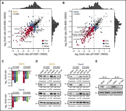 Figure 2. HSP90 inhibition attenuates tonic BCR signaling. (A-B) Scatter plot of log2 SILAC ratios normalized to DMSO for the pYome MS analysis of DG75 (A) and Daudi cells (B) after treatment with AT13387 (x-axis) or STA-9090 (y-axis). Dots are coded according to the number of HSP90 inhibitors that induced pY downregulation by a factor >2. Selected pY sites are labeled. Spearman’s rank correlation coefficients (r) are indicated and marginal distributions of SILAC ratios are shown. (C) Relative change in protein expression levels for the indicated proteins measured by SILAC-based MS after 24 hours of HSP90 inhibition. The average SILAC ratio (avg) across all detected proteins is indicated. (D) Immunoblots of CCL from DG75 and Daudi cells that were treated with DMSO, AT13387, or STA-9090 for 24 and 16 hours, respectively, using antibodies against SYK, BTK, and LYN. Actin was used as loading control. (E) Anti-SYK immunoblots of CCL from bone marrow–derived primary BL cells of 2 patients that were treated in vitro for 16 hours with either DMSO or 250 nM AT13387. Actin was used as loading control.