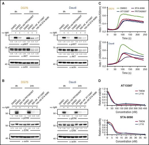 Figure 3. HSP90 inhibition attenuates activated BCR signaling. (A-B) Immunoblots of CCL from DG75 (left) and Daudi (right) cells that were treated with DMSO, AT13387, STA-9090, or PRT062607 for indicated durations, using antibodies against (p)AKT (A) and (p) extracellular signal-regulated kinase (pERK) (B). Actin was used as loading control. (C) DG75 and Daudi cells were treated as in panels A-B, subsequently loaded with the ratiometric Ca2+ chelator INDO‐1‐AM, and subjected to Ca2+ flux analysis by flow cytometry. BCR engagement was induced after 30 seconds using 5 µg/mL goat-anti-human immunoglobulin M. (D) Cell viability of the ABC-DLBCL cell lines TMD8 and Ly10 treated with the indicated concentrations of AT13387 and STA-9090 for 24 hours. Values were determined by a 3-(4,5 dimethylthiazol-2-yl)-5-(3-carboxymethoxyphenyl-2-(4-sulfophenyl)-2H-tetrazolium assay and normalized to DMSO controls.