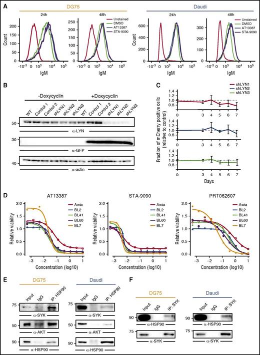 Figure 4. SYK is an HSP90 client protein. (A) BCR cell surface expression in DG75 and Daudi cells treated for 24 and 48 hours with either DMSO or AT13387 and STA-9090, measured by flow cytometry. Unstained cells were used as controls (gray lines). (B) Anti-LYN immunoblot of CCL from DG75 cells transduced with doxycycline-inducible constructs encoding GFP together with control shRNAs or shRNAs targeting LYN. GFP and actin served as induction and loading controls, respectively. (C) Fraction of mCherry-positive transduced cells relative to mCherry-negative untransduced cells at the indicated time points. Error bars are mean ± SD, n = 3. (D) Cell viability normalized to DMSO controls in 5 BL cell lines treated with the indicated concentrations of AT13387, STA-9090, or the SYK inhibitor PRT062607. (E-F) Coimmunoprecipitation of HSP90 and SYK. CCL from DG75 and Daudi cells were subjected to immunoprecipitation using anti-HSP90 antibodies (IP: HSP90) (E) or anti-SYK antibodies (IP: SYK) (F) or isotype-matched control antibodies (IgG) and blotted for HSP90, SYK, and AKT. CCLs are shown as input controls.