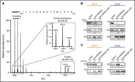 Figure 5. HSP90-pY197 is required for interaction with SYK. (A) MS spectrum showing downregulation of pY197 of HSP90 upon CD79a knockdown in DG75 cells. The inset shows the MS peaks for the light-labeled pY197-containing peptide. Here, signals from a coeluting peptide were removed for better visualization. Raw data were taken from Corso et al.5 (B) Coimmunoprecipitation of wild-type (wt) and mutant (Y197F) HA-tagged HSP90 proteins and SYK. CCL from DG75 (left) and Daudi (right) cells were subjected to immunoprecipitation using anti-HA antibodies (B) or anti-SYK antibodies (C) and blotted for HA, SYK, and AKT.