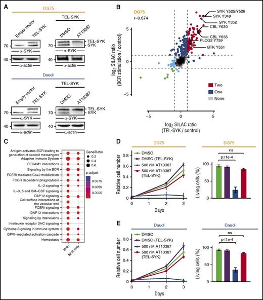 Figure 6. TEL-SYK expression partially rescues the effect of HSP90 inhibition. (A) Anti-SYK immunoblot analysis of CCL from untreated DG75 and Daudi cells that were transduced with an empty control vector or a TEL-SYK fusion protein-encoding construct (left) and TEL-SYK expressing cells that were treated with DMSO or AT13387 (right). Actin was used as loading control. (B) Scatter plot of SILAC ratios normalized to untreated cells for the pYome MS analysis of DG75 cells. Untreated wild-type DG75 cells were labeled with “light” SILAC amino acids, BCR-stimulated (5 minutes) DG75 cells were labeled with “heavy” SILAC amino acids, and TEL-SYK–expressing DG75 cells were labeled with “medium” SILAC amino acids. Dots are color coded according to the number of conditions that induced pY upregulation by a factor >2. Selected pY sites are labeled. Spearman’s rank correlation coefficient (r) is indicated. (C) Pathway enrichment analysis of proteins harboring pY sites significantly regulated by both BCR stimulation and TEL-SYK expression (both) or by BCR stimulation only (BCR only). (D-E) Cell proliferation and Annexin V/7-AAD-based apoptosis assay of DG75 and Daudi cells that were transduced with an empty control vector or a TEL-SYK fusion protein-encoding construct and treated with DMSO or AT13387. Error bars are mean ± SD, n = 3. P values are from a 2-way analysis of variance test.