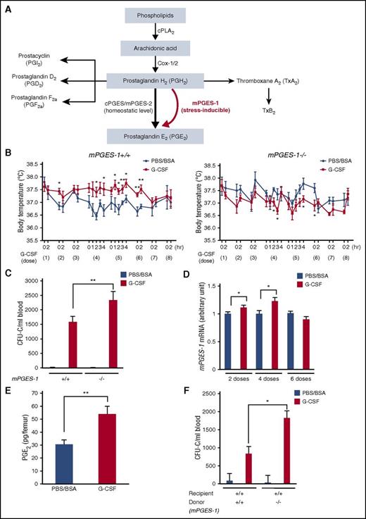 Figure 1. mPGES-1-mediated PGE2 production from hematopoietic cells modulates G-CSF-induced fever and mobilization. (A) Pathway of PGE2 synthesis. (B) Body temperature in mPGES-1+/+ and mPGES-1−/− mice during G-CSF treatment (n = 4-6). The x axes show the G-CSF dose (every 12 hours) and the timing to measure the body temperature after each dose of G-CSF. (C) CFU-Cs mobilized in mPGES-1+/+ and mPGES-1−/− mice (n = 8-10 for PBS/BSA group and n = 26-28 for G-CSF group). (D) qRT-PCR analysis of mPGES-1 mRNA in BM cells during G-CSF treatment (n = 9-10 per group). (E) PGE2 levels assessed by LC-MS/MS in whole BM (BM cells and extracellular fluids) at 2 hours after 4 doses of G-CSF (n = 8). (F) CFU-Cs mobilized in mPGES-1 chimeric mice (n = 3-5 for PBS/BSA group and n = 6 for G-CSF group). Data are represented as mean ± SEM. *P < .05; **P < .01.