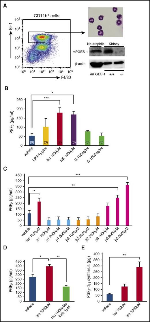 Figure 3. BM neutrophils produce PGE2 by β-adrenergic stimulation. (A) Dot-plot profile for BM neutrophil sorting, May-Giemsa staining of cytospin preparation, and protein expression of mPGES-1 in BM neutrophils by western blot. Control proteins were obtained from kidneys of mPGES-1+/+ and mPGES-1−/− mice. Loaded protein: neutrophils 100 μg and kidneys 15 μg/lane. (B) PGE2 levels in culture supernatants of BM neutrophils (4 h after stimulation with indicated reagents). Vehicle: PBS. Iso, isoproterenol; NE, norepinephrine; G, G-CSF. The number of each group is shown in each bar. (C) PGE2 levels in culture supernatants of BM neutrophils (4 hours after stimulation with indicated reagents). Vehicle: PBS. β1 agonist, dobutamine; β2 agonist, clenbuterol; and β3 agonist, BRL37344 (n = 5). (D) PGE2 levels in culture supernatants of BM neutrophils (4 hours after stimulation with indicated reagents; n = 3). Vehicle: PBS. Indo, indomethacin. (E) Deuterium-PGE2 (PGE2-d11) levels in neutrophil culture (n = 3). Data are represented as mean ± SEM. *P < .05; **P < .01; ***P < .001.