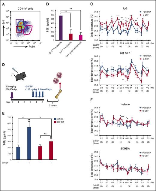 Figure 4. G-CSF-induced sympathetic tone provokes fever via PGE2 production by neutrophils. (A) Dot-plot profile of G-CSF (4 doses)-primed BM CD11b+ cells. (B) PGE2 levels in culture supernatants of each fraction (Gr-1high neutrophils: CD11b+F4/80dimGr-1high, Gr-1low neutrophils: CD11b+F4/80dimGr-1low, monocytes/macrophages: CD11b+F4/80highGr-1low; 4-hour incubation with no stimulation; n = 3). (C) Body temperature during G-CSF treatment with or without neutrophil depletion by anti-Gr-1 antibody (1A8; n = 5). (D) Protocol for chemical denervation by 6OHDA followed by 4 doses of G-CSF. (E) PGE2 levels in culture supernatants of sorted BM neutrophils after 4 doses of G-CSF with or without chemical denervation by 6OHDA. Vehicle: 0.1% ascorbic acid (n = 7). (F) Body temperature during G-CSF treatment with or without chemical denervation by 6OHDA (n = 7). Data are represented as mean ± SEM. *P < .05; **P < .01; ***P < .001. n.s., not significant.