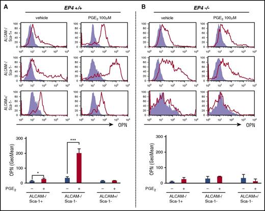 Figure 6. PGE2/EP4 signal targets a certain population of osteolineage cells for OPN induction. Assessment of OPN protein expression by flow cytometry in primary osteoblastic cell cultures from EP4+/+ (A) and EP4−/− (B) mice with or without PGE2 treatment. The fluorescence intensity of each experiment is represented as the geometric mean (GeoMean) value by PE-anti-OPN (open red histogram) after subtraction of that by PE-mouse IgG (closed purple histogram; n = 3). Data are represented as mean ± SEM. *P < .05; ***P < .001.