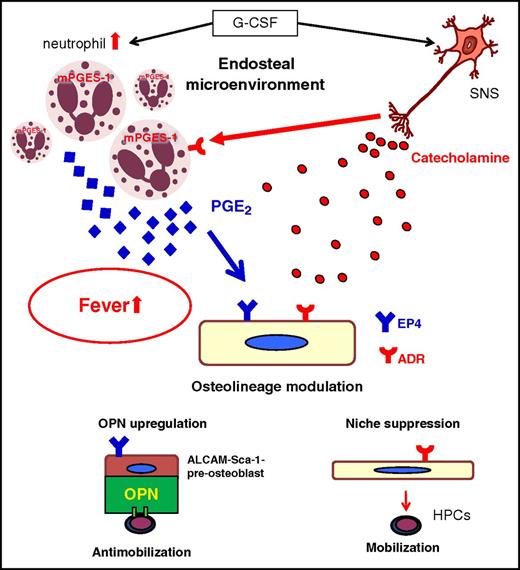 Figure 7. A model for G-CSF-induced fever and cooperative regulation of endosteal microenvironment by the SNS and neutrophils. As a classical function, G-CSF directly expands BM neutrophils from their progenitors, which constitutively express mPGES-1. In the meantime, G-CSF induces high sympathetic tone, which primes BM neutrophils to produce PGE2, resulting in fever. In addition to the direct suppression of osteoblastic microenvironment, high sympathetic tone also initiates the indirect regulation of osteoblastic niche by the induction of OPN to anchor hematopoietic progenitors via PGE2/EP4 signal. ADR, adrenergic receptors.