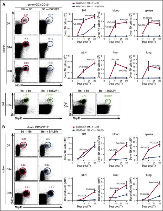 Figure 1. NK-cell reconstitution is impaired in GVHD. (A) B6 (non-GVHD) and B6D2F1 (GVHD, MHC-mismatch) mice were transplanted with B6.CD45.1 BM and CD3+ T cells. Donor-derived CD3−CD19−NKp46+CD122+ NK cells were enumerated thereafter. Representative dot plots from the spleen at the time points indicated are shown. Mean ± standard error of the mean (SEM) pooled from 2 or 3 independent experiments per time point for BM, spleen, pLNs. Data shows mean ± standard deviation (SD) from a single experiment per time point for blood, liver, and lung; n = 4-14 per group per time point. Representative plots of NKp46 and NK1.1 staining in the BM and spleen at day 14 posttransplant. (B) B6 (non-GVHD) and BALB/b (GVHD, MHC-matched, minor histocompatibility antigen-mismatched) mice were transplanted with B6.CD45.1 BM and CD3+ T cells and donor NK cells enumerated thereafter. Representative dot plots from the spleen at the time points indicated are shown. Mean ± SEM pooled from 1 or 2 independent experiments per time point for all tissues; n = 3-8 per group per time point. Tx, transplant.
