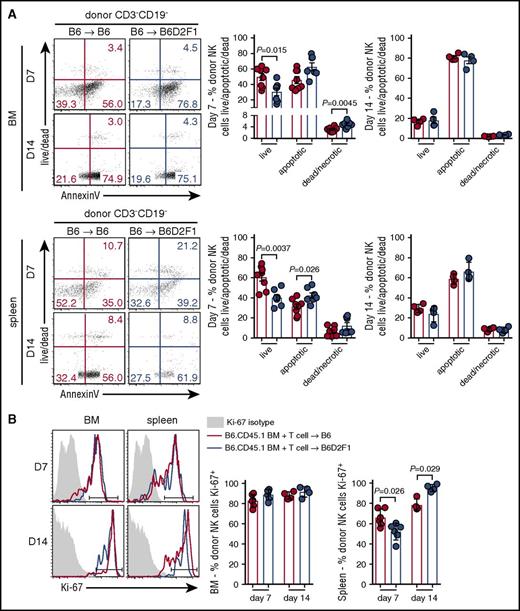 Figure 3. Increased apoptosis of splenic donor NK cells during the early phase of GVHD. (A) Donor NK cells in the BM (top) and spleen (bottom) at day 7 and day 14 posttransplant (B6→B6D2F1) were stained with Sytox Blue and Annexin V and analyzed by flow cytometry to quantify live cells (live/dead−Annexin V−), apoptotic cells (live/dead−Annexin V+), and dead/necrotic cells (live/dead+Annexin V+). Representative dot plots from the BM and spleen at the time points indicated are shown. Day 7 mean ± SEM pooled from 2 independent experiments per time point; n = 7-8 per group. Day 14 mean ± SD from 1 experiment; n = 4 per group. (B) Ki-67 expression by donor NK cells in the BM and spleen (B6→B6D2F1). Representative histograms shown with the same isotype control (shaded histogram) shown for day 7 and day 14. Mean ± SD from 1 experiment; n = 4-6 per group per time point.