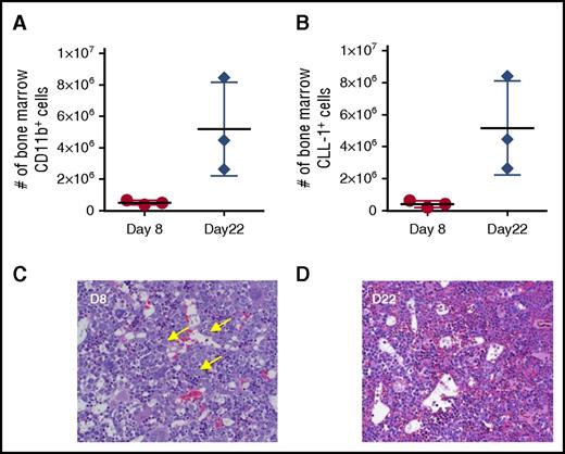 Figure 6. Myeloid depletion in the bone marrow of cynomolgus monkeys receiving 0.2 mg/kg CLL1-CD3L. Myeloid cell number, assessed by either CD11b reactivity (A) or CLL-1 reactivity (B), were markedly attenuated on day 8 (nadir of peripheral neutrophils) compared with day 22 (peripheral neutrophil recovery). Horizontal and vertical lines represent mean and standard deviation, respectively. (C) Bone marrow histology at day 8 revealed marked depletion of late-stage myeloid cells with a relative increase in early myeloid progenitors (arrows), suggesting that hematopoietic stem cells were not affected at this dose. (D) By day 22, late-stage myeloid cells were recovered and minimally increased in relative abundance (asterisks). Images of FFPE 5-µm sections stained with hematoxylin and eosin were acquired on an Olympus BX53 (Olympus, Burlingame, CA) camera, objective UPlanSApo 40x/0.95 at 20-23°C, and photographed with an Infinity 2 camera and analyzed with Infinity Analyze software (Lumenera, Ottawa, Ontario, Canada).