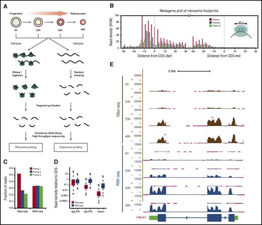 Figure 1. Global translation profiling during red blood cell development. (A) Workflow for parallel ribosome and RNA profiling during erythropoiesis. (B) Ribosome footprints (RFPs) delineate known CDSs. Metagene plot shows the rise and fall in 28-nt RFP density (reads per million mapped reads, RPM) near starts and ends of annotated CDSs, respectively. The 12-nt and 15-nt offsets from starts and ends reflect distances from RFP 5′ termini to the ribosome P- and A-site codons at translation initiation and termination, respectively (see inset). (C) Subcodon resolution of ribosome footprints. Note that 3-nt codon periodicity relative to the known CDS is seen for 28-nt RFPs but not RNA-seq reads. (D) Ribosome footprints are highly specific to coding regions. Boxplots show density of Ribo-seq and RNA-seq reads at UTRs or introns relative to that of the associated CDS. (E) Ribosome and RNA profiling of the locus encoding the β-globin–major chain (Hbb-b1). Tracks display Ribo-seq and RNA-seq signal as density of mapped strand-specific reads. The gene model with CDS (blue) and UTR (green) regions is shown at the bottom. Kb, kilobases; RNase I, ribonuclease I.