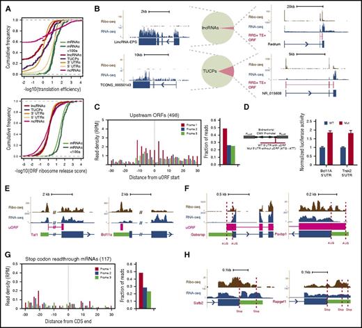 Figure 2. Evidence for RNA translatability, regulatory uORFs, and alternatively translated mRNAs. (A) (Top) The translation efficiency (TE) of lncRNAs and TUCPs distinguishes their translatability from that of 5′UTRs or CDSs of any size. (Bottom) The ribosome release score (RRS) across all possible ORFs separates lncRNAs and TUCPs from translated CDSs of any size. (B) Most erythroid lncRNAs and TUCPs show no evidence of translation. An empirical criterion for productive translation (supplemental Methods) classifies most lncRNAs and TUCPS, such as lincRNA-EPS and TCONS_00050143 (left panels), as noncoding. Others, such as Redrum and NR_015608 (right panels), are predicted to possess translated ORFs (depicted in red). (C) Translation of 5′UTR initiating ORFs. RFPs delineate the starts of high-confidence uORFs and exhibit 3-nt codon periodicity, evidencing their translation. (D) Validation of regulatory uORFs. Transient reporter assays (left, reporter design) evidence uORF-mediated translational control of the Bcl11A and Trak2 mRNAs (right). (E) Examples of uORFs in the Tal1 (left) and Bcl11a (right) mRNAs. (F) Examples of N-terminally extended proteins. Dashed lines mark annotated and upstream start codons. (G) Stop-codon-readthrough mRNA translation. RFPs continuing past known CDSs maintain 3-nt codon periodicity, evidencing readthrough translation. (H) Examples of C-terminally extended proteins, SAFB2 and RAPGEF1 (Rap guanine nucleotide exchange factor 1). Dashed lines mark annotated and next in-frame stop codons. CMV, cytomegalovirus; Fluc, firefly luciferase; Gabarap, GABA(A) receptor–associated protein; Mut, mutant allele; Rluc, Renilla luciferase; WT, wild-type allele.