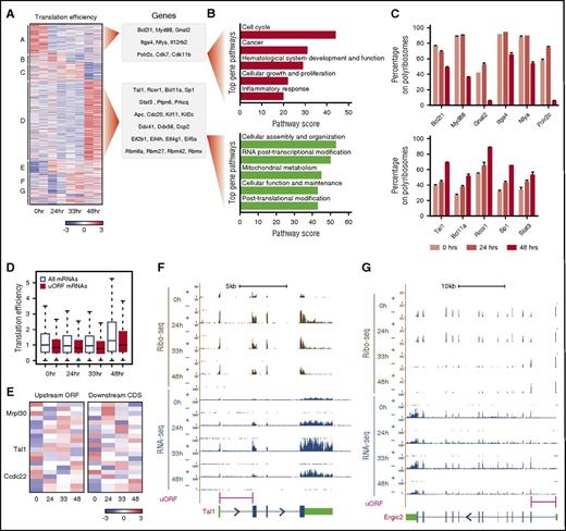 Figure 3. Widespread and dynamic translation efficiency control during erythropoiesis. (A) Translation efficiency of 762 genes differentially regulated (empirical P < .05) during erythropoiesis. Heatmap displays mean row-centered log2 TE values at 0, 24, 33, and 48 hours of ex vivo culture. Letters A through G at the left designate clusters; example genes are listed at the right. (B) Top gene pathways (P < .05, Fisher’s exact test) identified among genes that are translationally downregulated (Cluster A, top panel) or upregulated (Cluster D, bottom panel) during terminal differentiation. (C) Validation of translational repression (top) and activation (bottom) of mRNAs from Clusters A and D during differentiation. (D) Upstream ORFs consistently suppress translation through the stages of erythropoiesis. (E) Translation efficiency of 20 uORF and downstream CDS pairs differentially regulated (empirical P < .05) during erythropoiesis. Heatmaps display mean row-centered log2 TE values. (F-G) Ribosome and RNA profiling of Tal1 (F) and Ergic2 (G). Tal1 is translationally induced with differentiation and has a concordant uORF translation pattern, whereas Ergic2 is repressed and shows an opposite uORF pattern. Gene models with CDS (blue), UTR (green), and uORF (pink) regions are shown at the bottom.