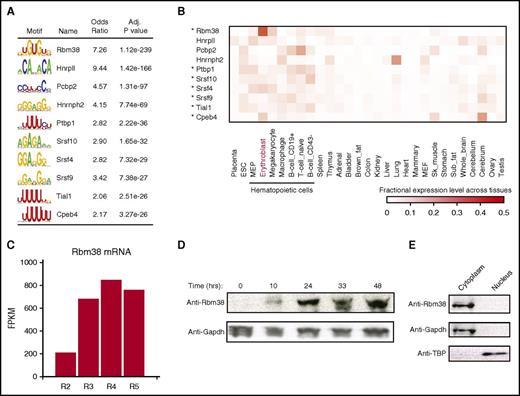 Figure 4. Global discovery of erythroid translation regulators. (A) RNA-binding protein motifs enriched within the 3′UTRs of genes translationally regulated during differentiation. The 10 most enriched motifs of erythroid-expressed RBPs are shown along with enrichment statistics (see supplemental Methods). (B) Relative abundance of RBPs from (A) (rows) across 29 primary mouse cell and tissue types profiled by RNA-seq for the ENCODE consortium (columns). Heatmap displays, for each RBP in each cell or tissue type, its fractional expression level out of the total expression across all cell and tissue types examined. Asterisks mark hematopoietic cell–enriched (P < .05, Kolmogorov-Smirnov test) RBPs. (C) Rbm38 is highly induced during terminal erythroid differentiation. Primary differentiating erythroid cells were sorted (R2-R5 fractions) based on cell surface markers,46 and mRNA expression was quantified as fragments per kilobase of exon per million mapped fragments (FPKM). (D) RBM38 is highly induced during terminal erythropoiesis in ex vivo culture. Primary erythroid precursors were differentiated in culture, and protein levels were examined by western blot analysis at the indicated time points. (E) RBM38 is cytoplasmic. Primary erythroblasts were fractionated into cytoplasmic and nuclear components, and protein levels were measured by western blot. Adj., adjusted; Anti-TBP, antibody to TATA box–binding protein. IgG, immunoglobulin G; RNaseA, ribonuclease A; Sk, skeletal.