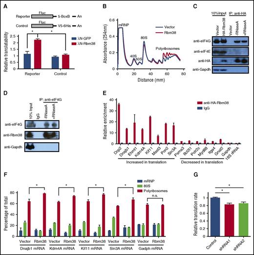 Figure 5. RBM38 interacts with eIF4G and promotes target mRNA translation. (A) RBM38 can stimulate translation. 3′UTR tethering reporter assays (top, reporter design) provide evidence of the capacity of RBM38 to significantly enhance translation of an intronless reporter. (B) RBM38 overexpression promotes polyribosome formation, as evidenced by polysome profiling. (C-D) Specific and RNA-independent interaction between RBM38 and eIF4G. HA-tagged RBM38 was immunoprecipitated from MEL cells (C), and endogenous eIF4G was immunoprecipitated from primary fetal liver erythroblasts (D). The samples were resolved by SDS-PAGE followed by western blotting for the indicated proteins. (E) Validation of RBM38-mediated translational activation of target mRNAs. Selected mRNAs translationally activated or repressed with differentiation were tested for specific immunoprecipitation by an antibody against HA-RBM38. (F) RBM38 overexpression promotes translation of endogenous mRNA targets. The distribution of target or control mRNAs across a polysome gradient was determined in both the presence and the absence of RBM38 expression. (G) Global translation is compromised in RBM38-depleted erythroblasts. Erythroblasts transduced with different shRNA-expressing retroviruses were pulse-labeled with a methionine analog (HPG) and then subjected to a Click-iT assay to determine its rate of incorporation into polypeptides in TER119+ CD71+ erythroblasts (n = 3). mRNP, messenger ribonucleoprotein. *P < .05, Student t test.